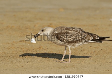 Caspian gull close up