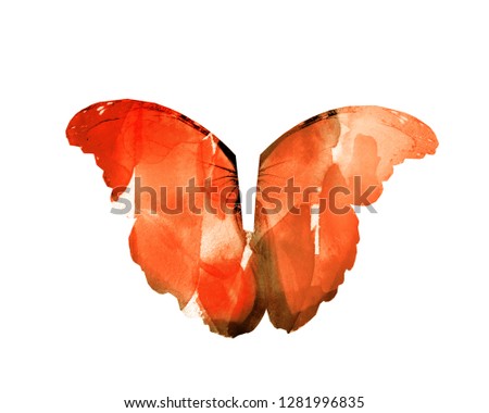 WIngs of butterfly, isolated on white background