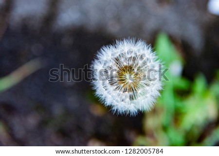 Dandelion closeup, macro, summer white flowers, base for picture, background, postcard, on blurred background