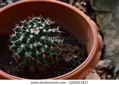 Circle green cactus