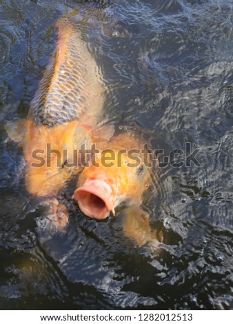 The fish on the water surface float around to wait for the food to drop from the people. Will leave it They open their mouths and wait for their victims