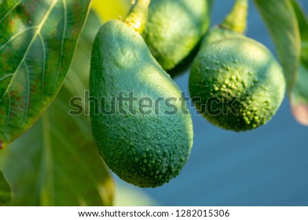 Seasonal harvest of green orgaic avocado, tropical green avocadoes riping on big tree close up
