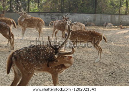 Beautiful Deer pics in garden 