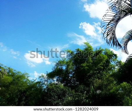 Open view beautiful trees on sky background through green trees sun light day time. town park sky view. Daintree rainforest cloudy photos Is fresh air, looks lively, shady. Horizontal image.
