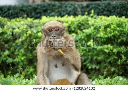 A photo of monkey is eating jackfruit