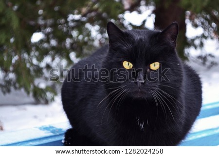 black cat sitting portrait 