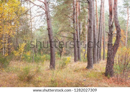 Autumn in a pine forest.Nature in the vicinity of Pruzhany, Brest region, Belarus .