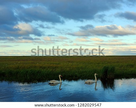 Arctic tundra, two swans swim on the lake