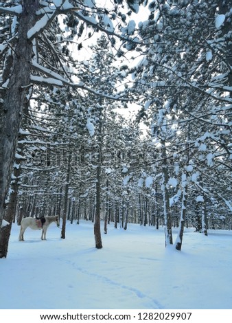 White horse in snowy pine forest