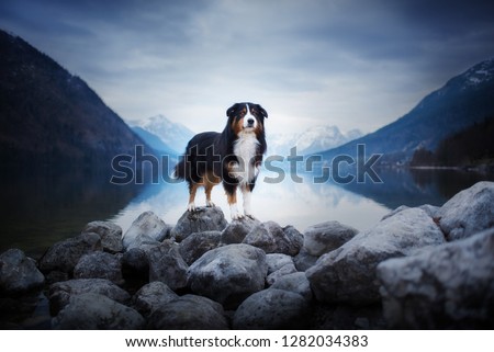 A dog at a lake between mountains. Traveling with the pet. Australian Shepherd. Nature. Austria Wilderness. Healthy lifestyle. 