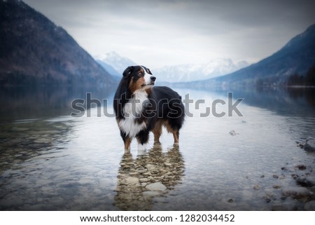 A dog at a lake between mountains. Traveling with the pet. Australian Shepherd. Nature. Austria Wilderness. Healthy lifestyle. 