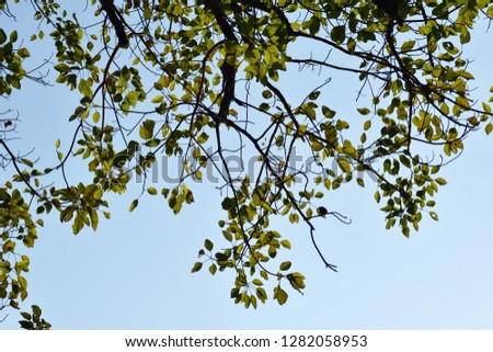 Green tree leaves and blue sky during daylight