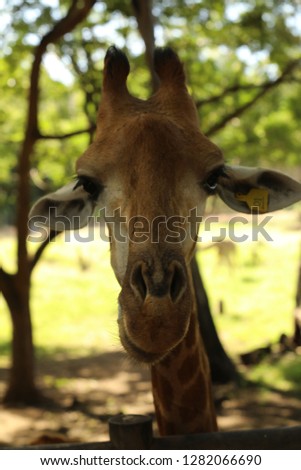 Close up portrait of a giraffe looking into the camera