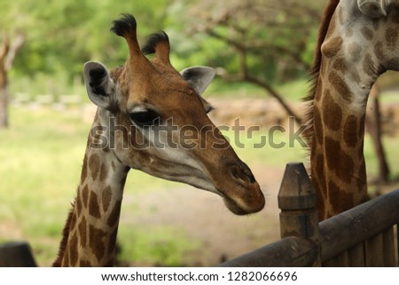 Close up faces of a giraffe looking ahead