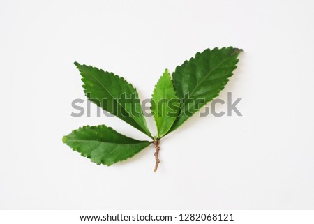 Beauty green leaf