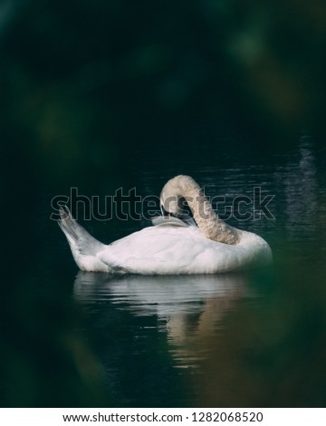 A swan resting its head on a still lake