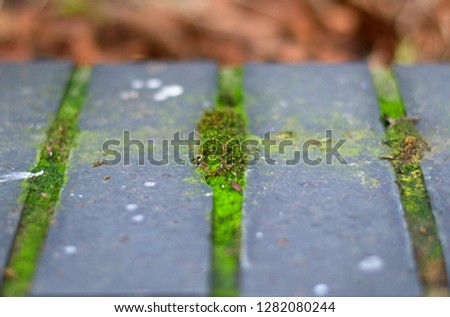 Close up macro photo of moss growing between block paving, England, UK, Europe