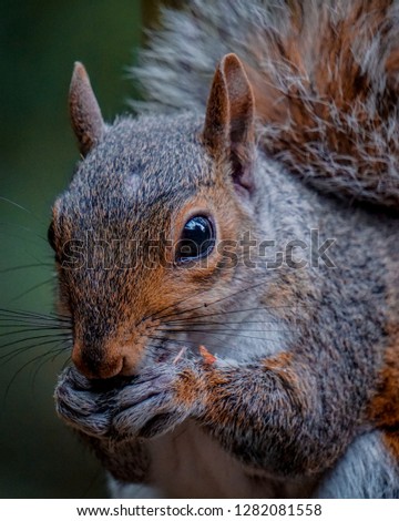 A squirrel at feeding time