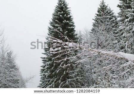 Winter forest in cloudy weather