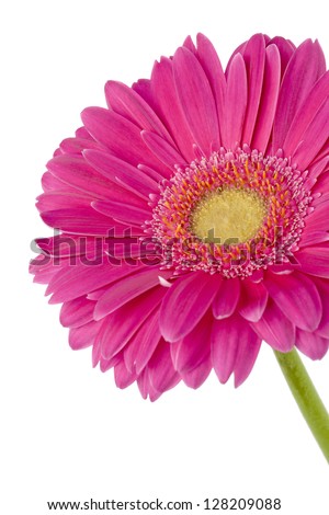 Close-up shot of pink daisy flower