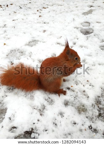 Bright red squirrel on a snowy day.