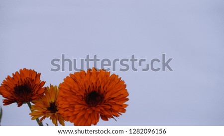 this is calendula flower