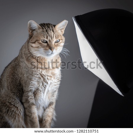 Cat portrait in home photo atelier studio