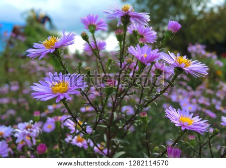 A close-up photo of flowering purple chrysanthemums in the summer. The picture is suitable for greeting cards for holidays (March 8, February 14, birthday) and desktop background.
