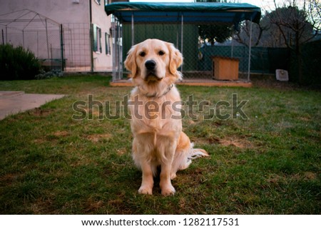 Portrait of a young Golden Retriever Royalty-Free Stock Photo #1282117531