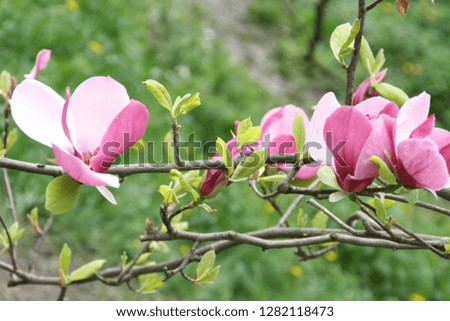 A branch of large pink magnolia on a green background