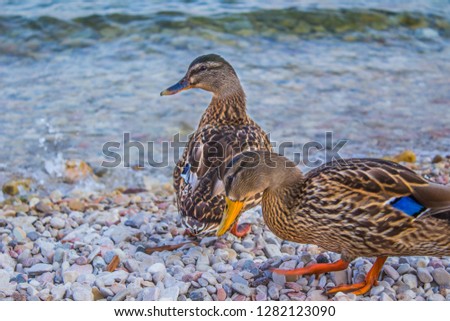 Duck/s and beautiful mountain lake Lago di Garda in Alps, Italy