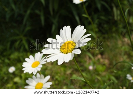 Daisy with grass background
