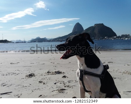 
Dog in front of the Sugar Loaf Mountain Rio de Janeiro - Brazil
