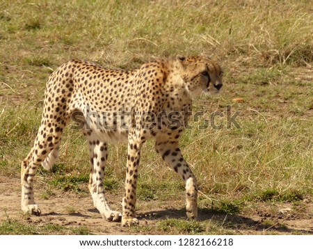 Full body shot of a cheetah (Acinonyx jubatus) against a savannah background.