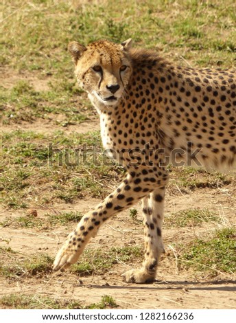 Portrait of a cheetah (Acinonyx jubatus) against a savannah background.