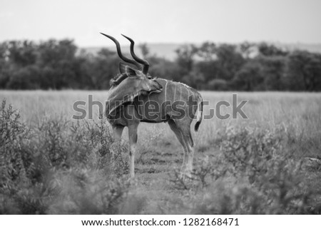 Kudu Bull from Limpopo South Africa