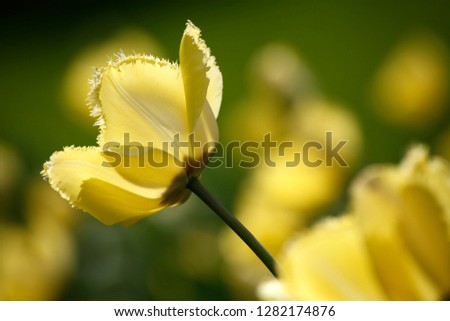 Tulips in garden, april