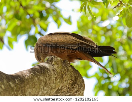 Tawny Eagle (Aquila rapax) in a tree, Tanzania