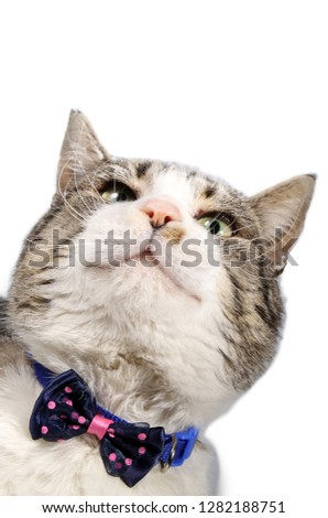 Kitten in blue and pink bow tie on white background