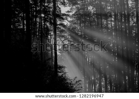 Rays of sun rising sun in the morning in the forest