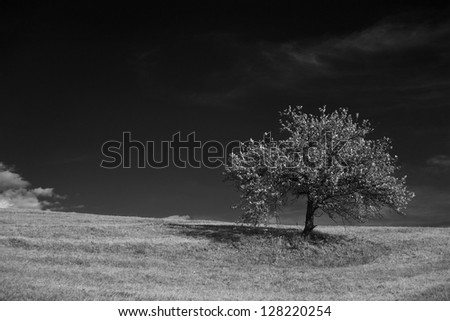 Black and white tree picture