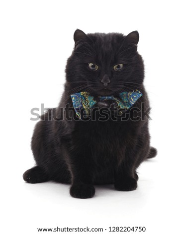Black kitten in a butterfly isolated on a white background.