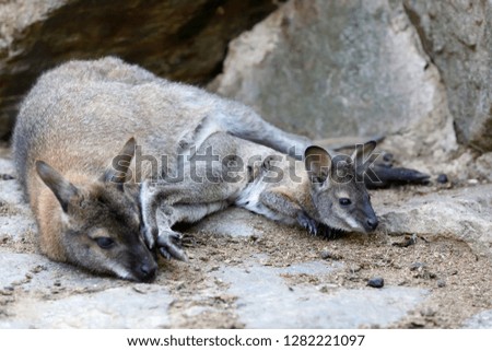 cute kangaroo mother with baby in bag, Red necked Wallaby (Macropus rufogriseus on rock