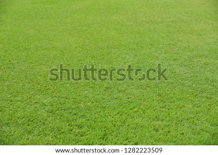 Background. Field of fresh green grass