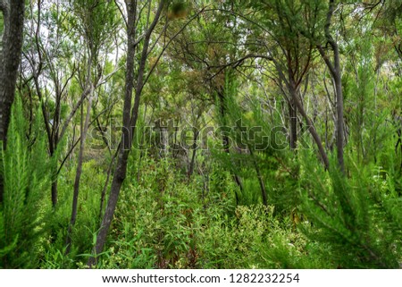 Unusual forest in the slopes of the mountains in the vicinity of the town of La Orotava. Tenerife. Canary Islands. Spain.