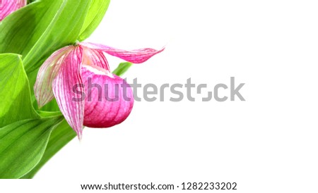 beautiful rare wild flower - Cypripedium macranthon orchid. large-flowered lady's slipper.
