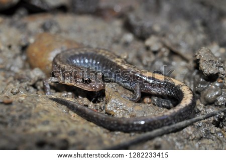 Redback salamander irregular color macro