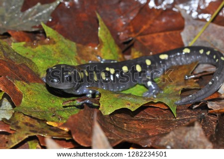 Spotted salamander on leaves