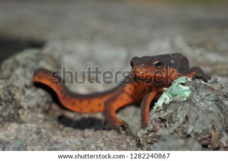 Red-spotted newt eft portrait