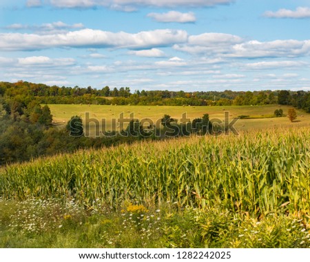 landscape of valley and cornfield under blue sky with fluffy clouds